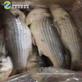 2019 New Stock IWP seafood fish frozen grey mullet wholesale 6/8 pcs